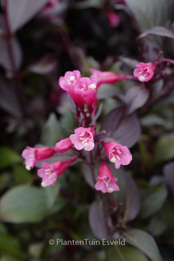 Weigela florida 'Wine and Roses'