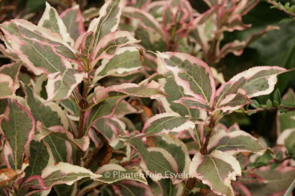 Weigela florida 'Monet'