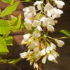 Wisteria brachybotrys 'White Silk'