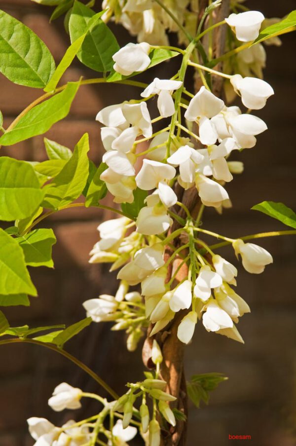 Wisteria brachybotrys 'White Silk'