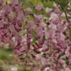 Wisteria floribunda 'Rosea'