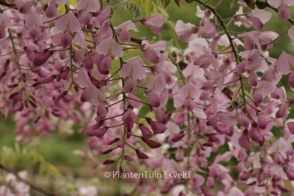 Wisteria floribunda 'Rosea'