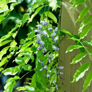 Wisteria floribunda 'Issai Perfect'