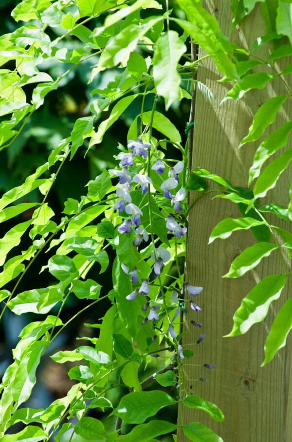 Wisteria floribunda 'Issai Perfect'