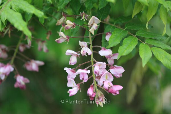 Wisteria floribunda 'Alborosea'