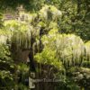 Wisteria floribunda 'Multijuga Alba'