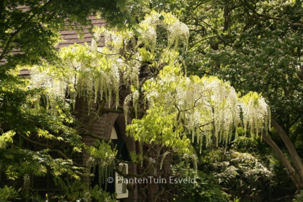 Wisteria floribunda 'Multijuga Alba'