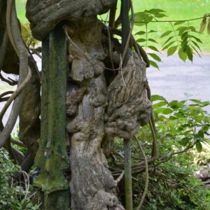 Wisteria floribunda 'Black Dragon'