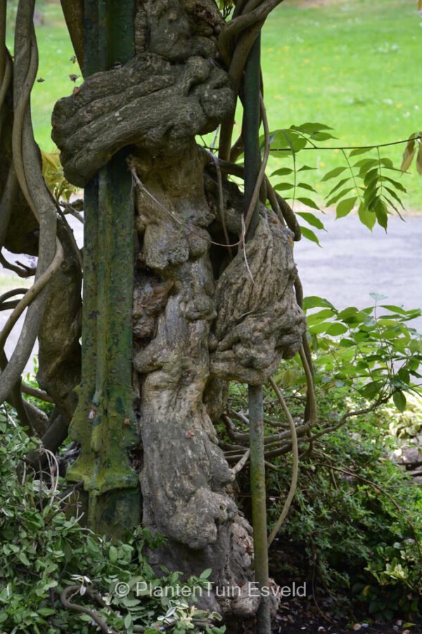 Wisteria sinensis 'Black Dragon'