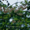 Halesia monticola vestita