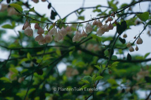 Halesia monticola vestita