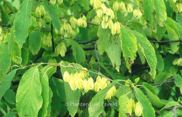 Halesia monticola vestita