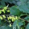 Halesia monticola vestita