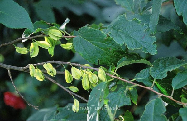 Halesia monticola vestita