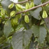 Halesia monticola vestita