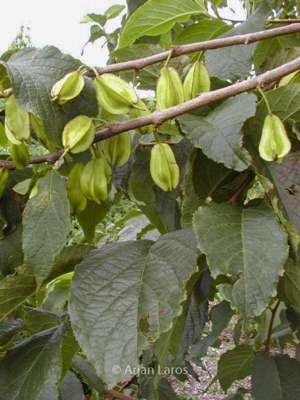 Halesia monticola vestita