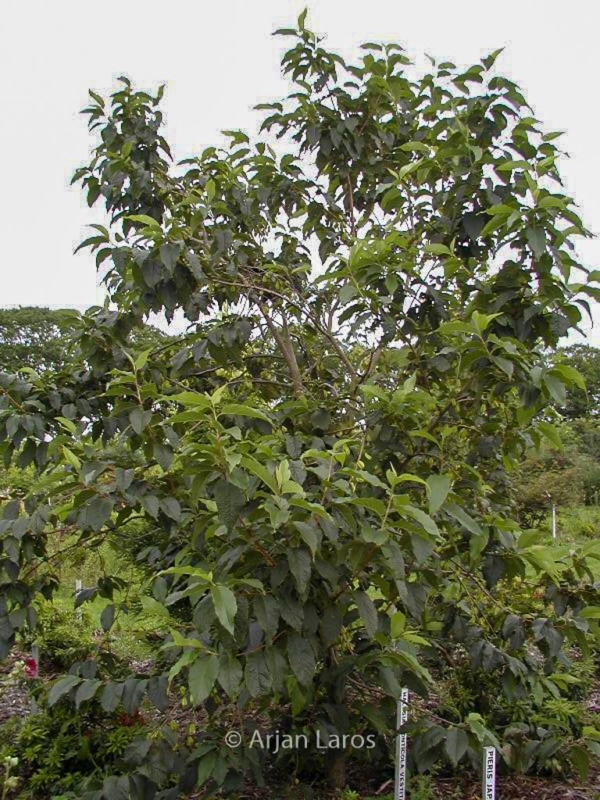 Halesia monticola vestita