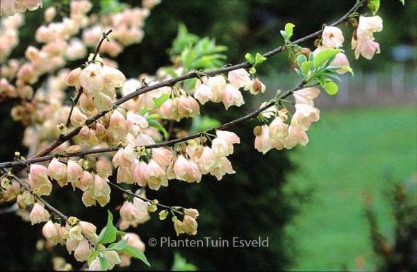 Halesia monticola vestita