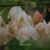 Halesia monticola vestita