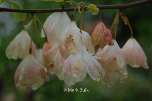 Halesia monticola vestita