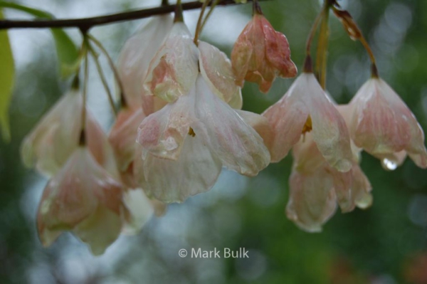 Halesia monticola vestita