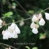 Halesia monticola vestita