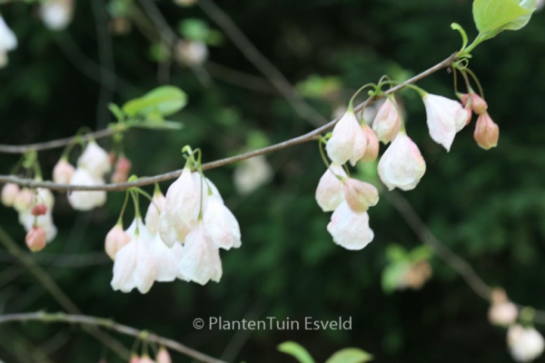 Halesia monticola vestita