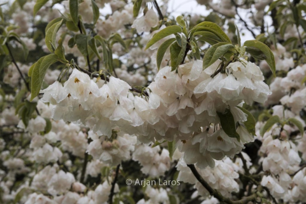 Halesia monticola vestita