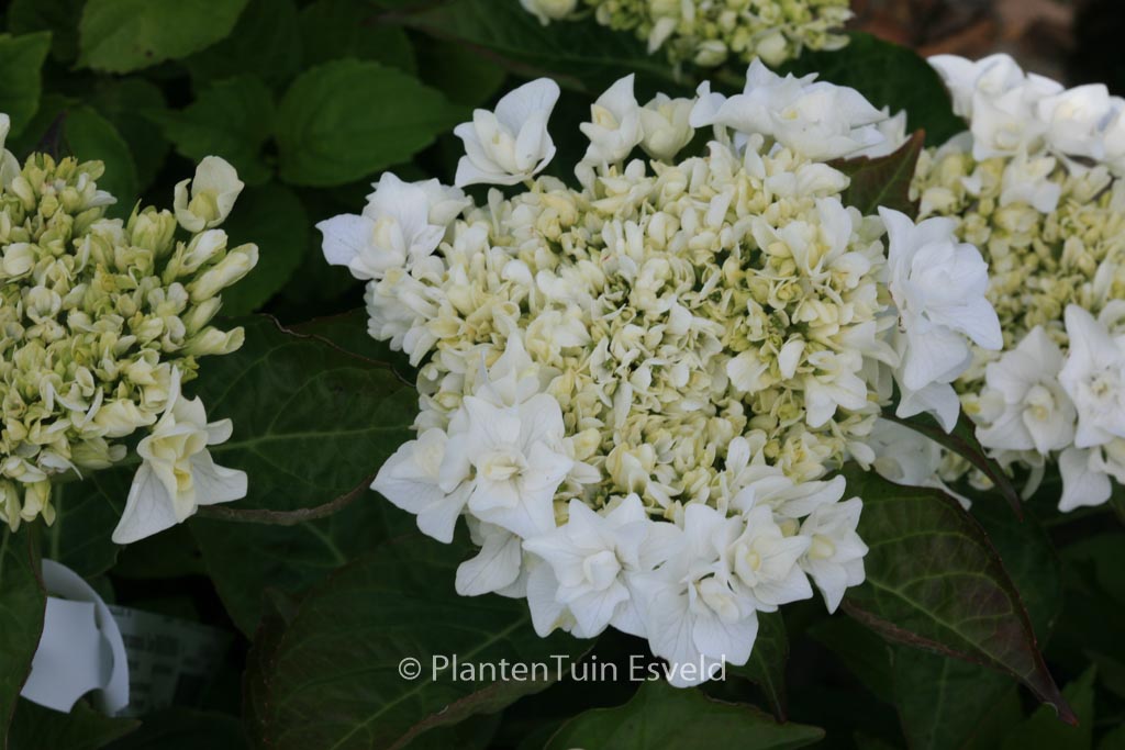 Hydrangea macrophylla 'Beautensia Coco'