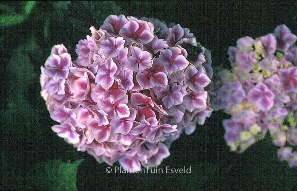 Hydrangea macrophylla 'Lady Taiko'