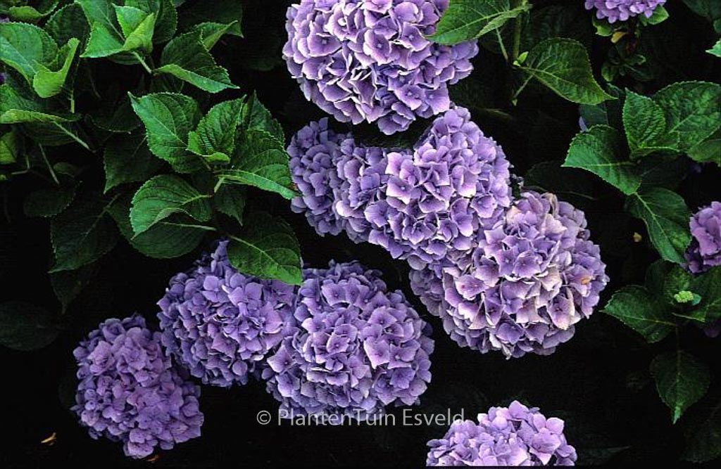 Hydrangea macrophylla 'Glory'