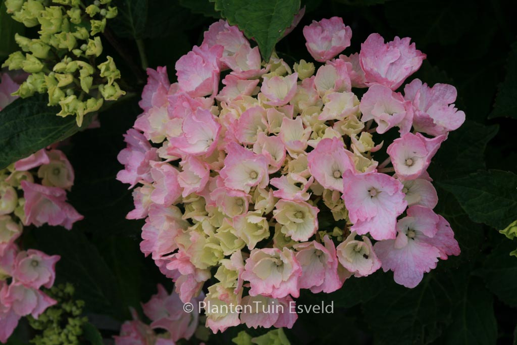 Hydrangea macrophylla 'Magical Danique'