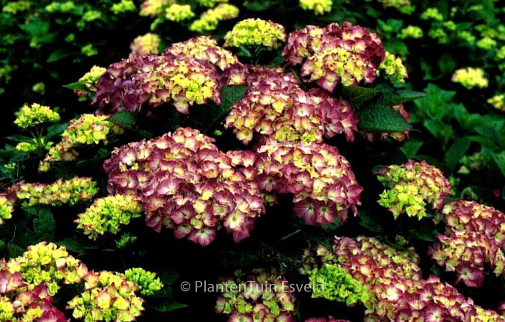 Hydrangea macrophylla 'Land Express'