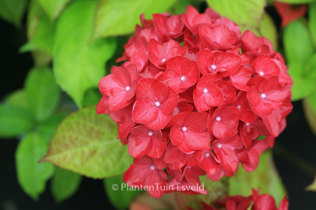 Hydrangea macrophylla 'Red Hydrangea'