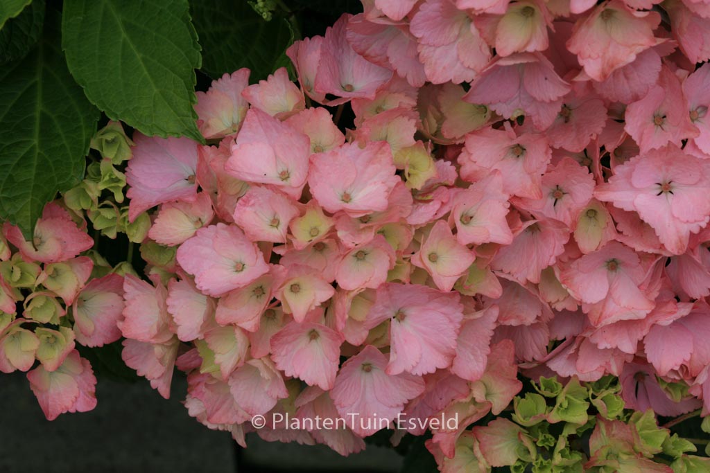 Hydrangea macrophylla 'Magical Topaz'