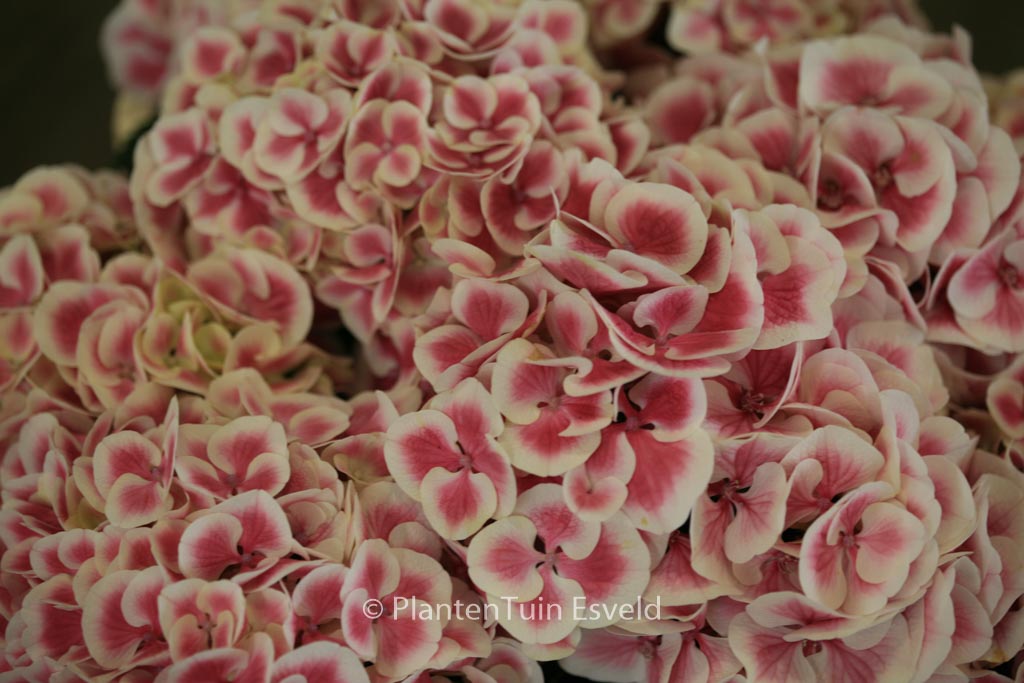 Hydrangea macrophylla 'Bicolor'