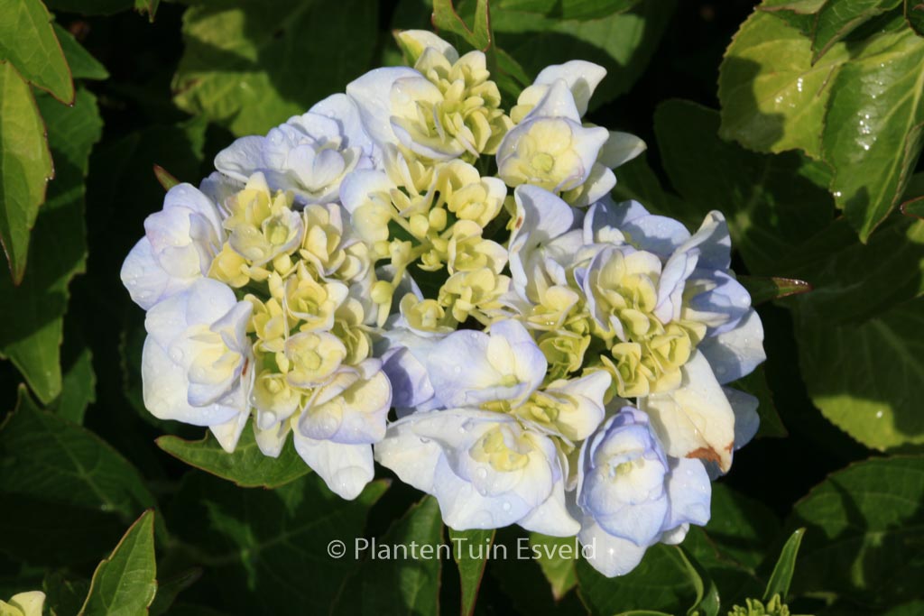 Hydrangea macrophylla 'Domotoi'