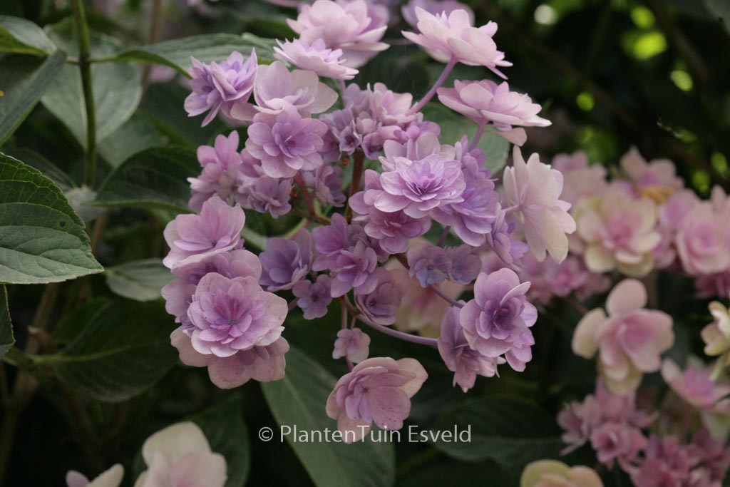 Hydrangea macrophylla 'Passion'