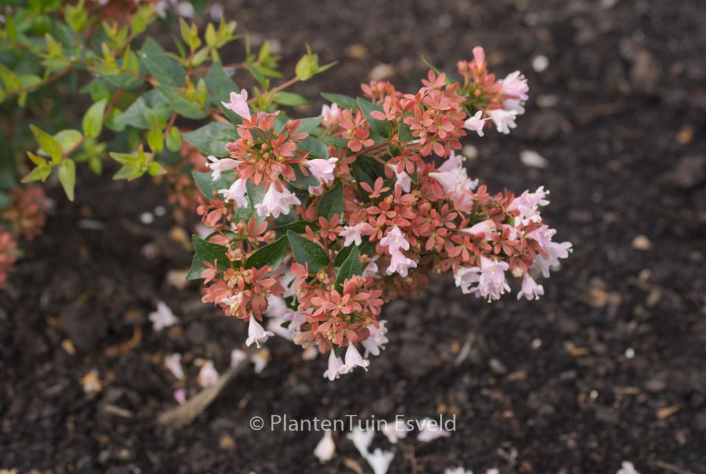 Abelia ‘Raspberry Profusion’