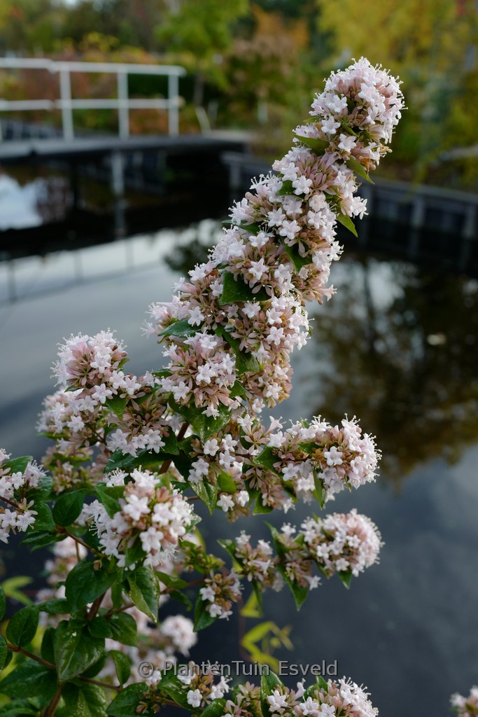 Abelia chinensis ‘China Rose’