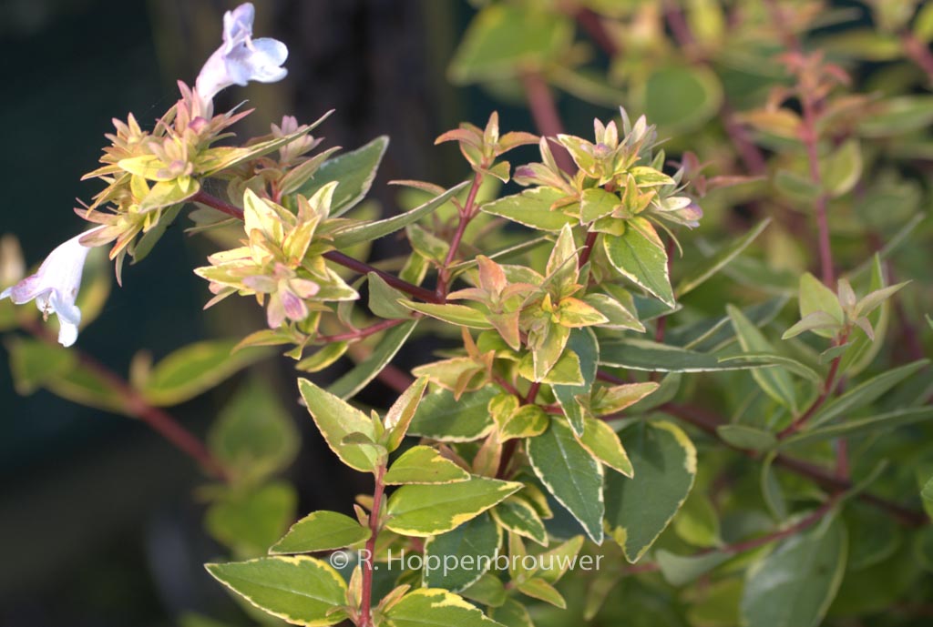 Abelia grandiflora ‘Happy Daydream’