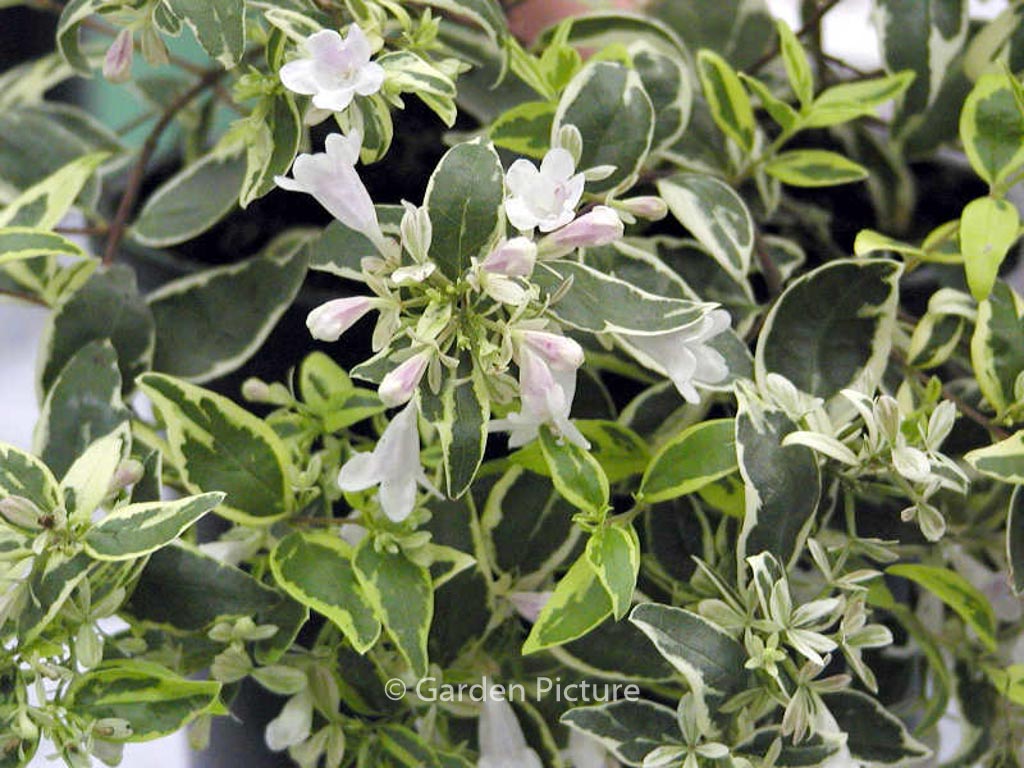 Abelia grandiflora ‘Hopleys’