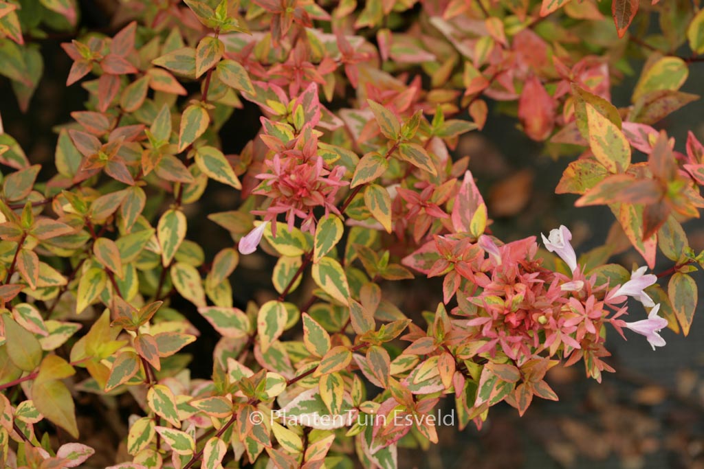 Abelia grandiflora ‘Kaleidoscope’