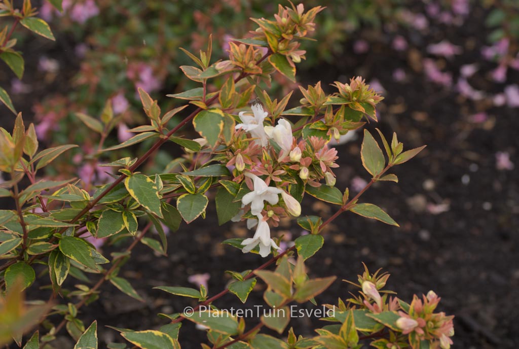 Abelia grandiflora ‘Keylib’ (LADY LIBERTY)