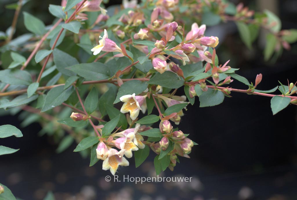 Abelia grandiflora ‘Minduo1’ (SUNNY CHARMS)
