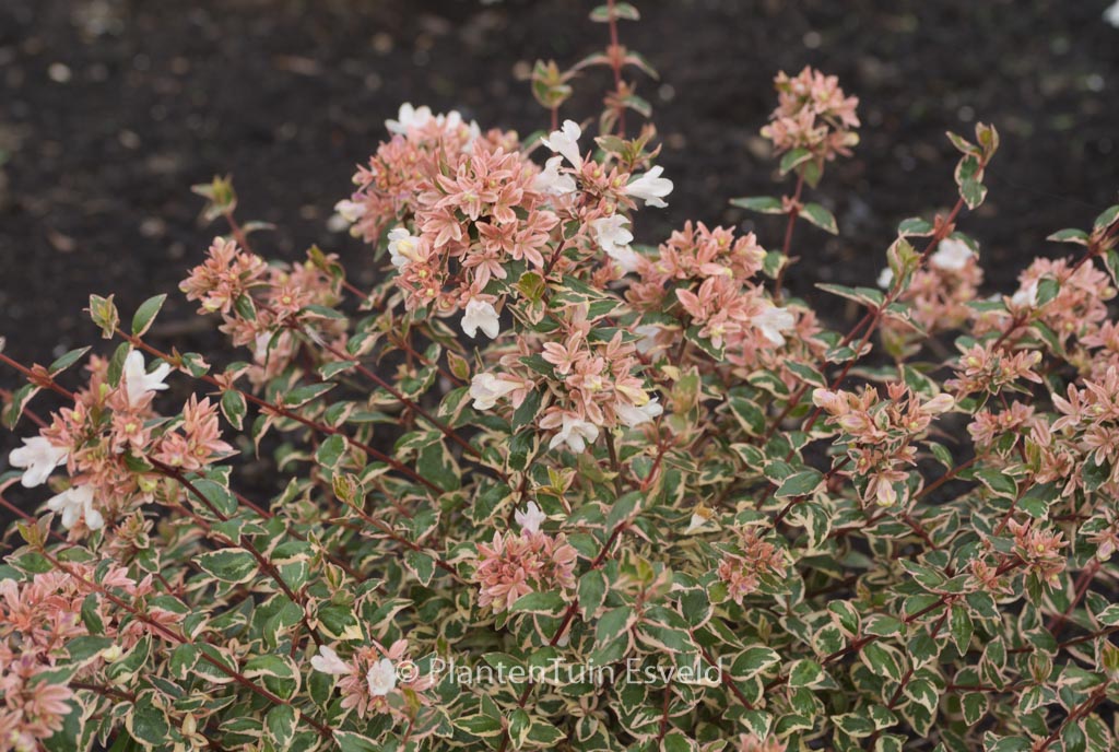 Abelia grandiflora ‘Opstal103’ (MAGIC DAYDREAM)