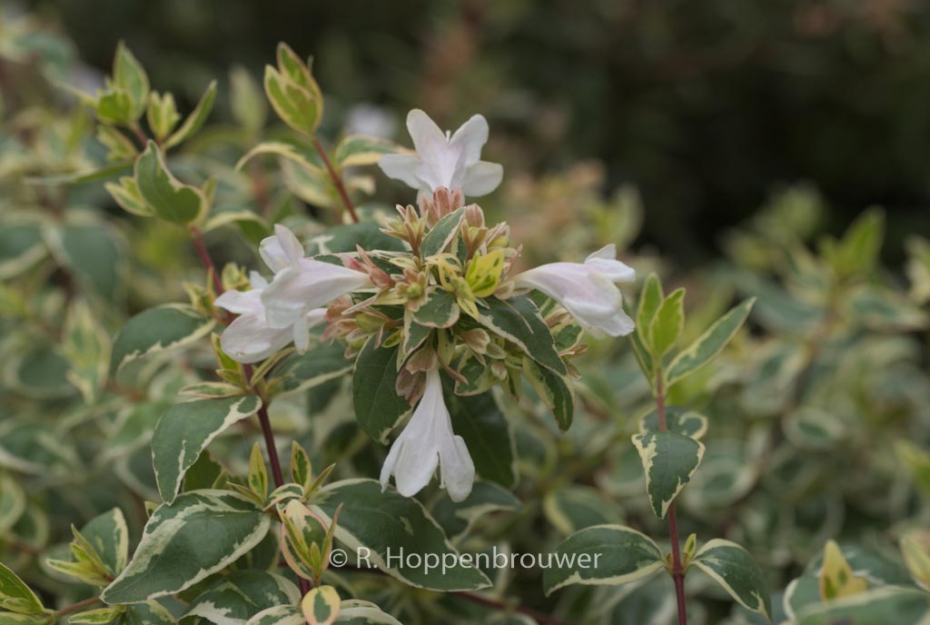Abelia grandiflora ‘Sparkling Silver’