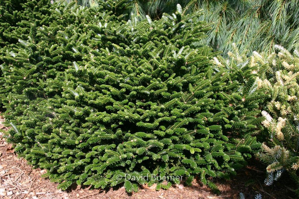 Abies koreana ‘Oberon’
