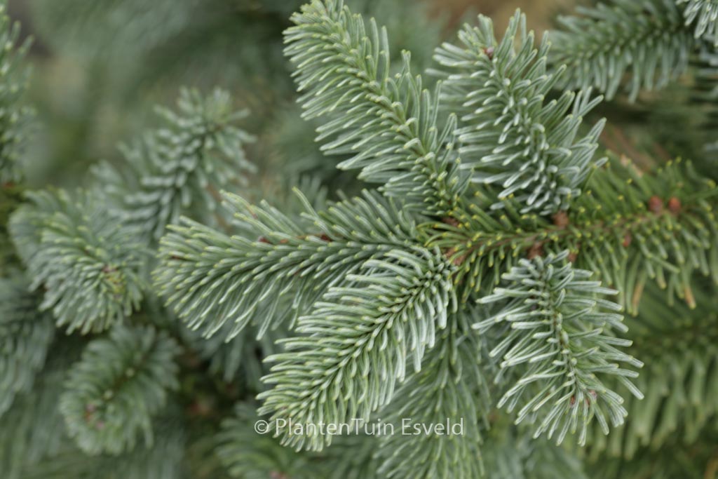 Abies procera ‘Bizarro’