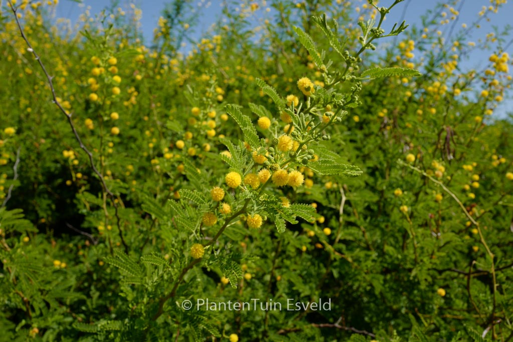 Acacia dealbata